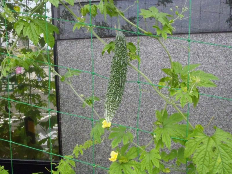 ゴーヤ収穫まであと一歩 ゴーヤ日記